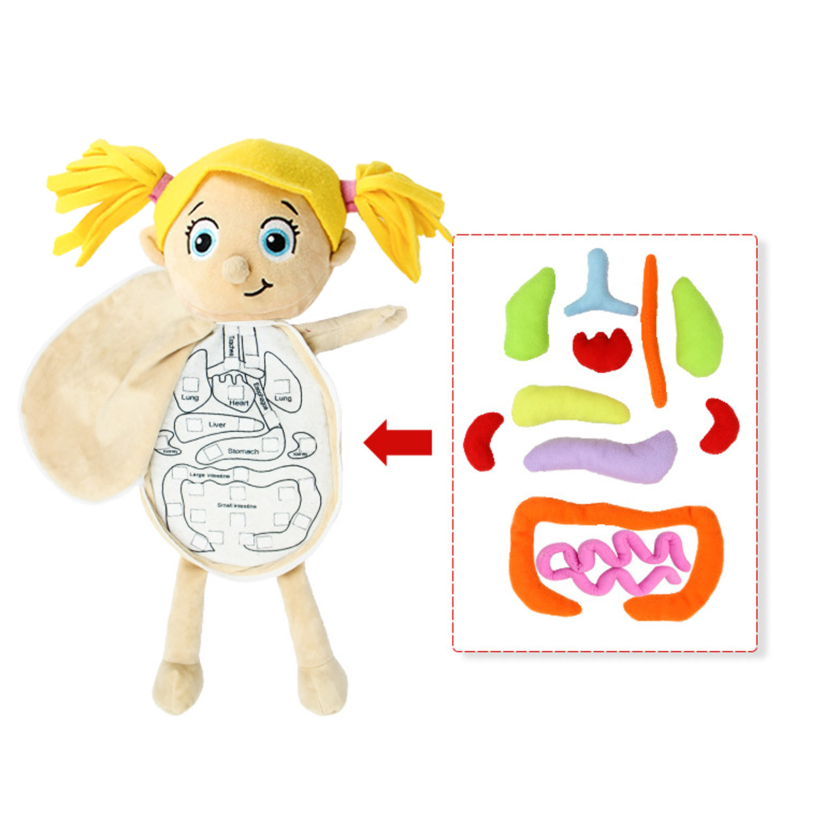 Juguete de modelo de anatomía  - Human Body Puzzle reseña y precio