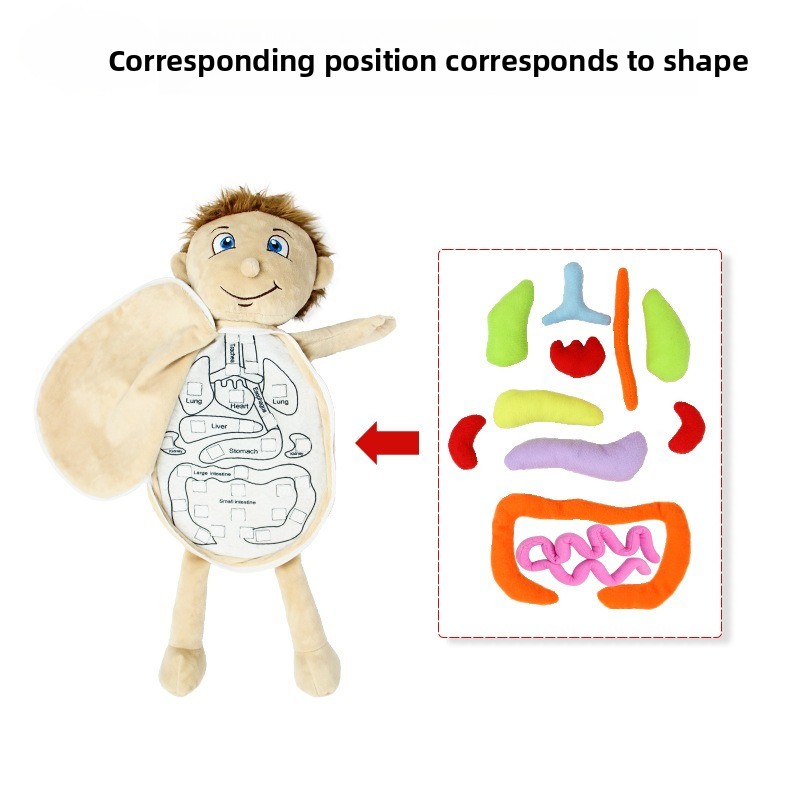 Rompecabezas de cognición de ó - Human Body Puzzle reseña y precio